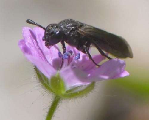 Corynis sp.